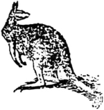 Kangaroo