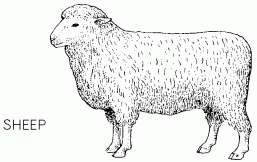 Sheep graphic